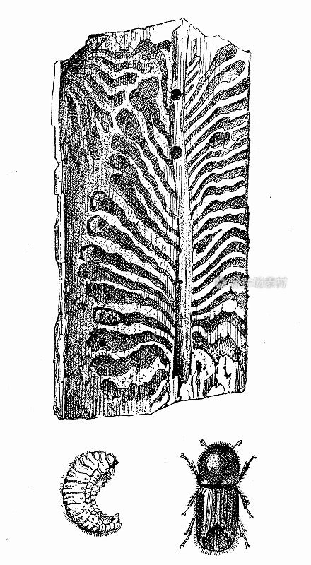 云杉树皮甲虫(Ips typographus)，在木材上捕食痕迹